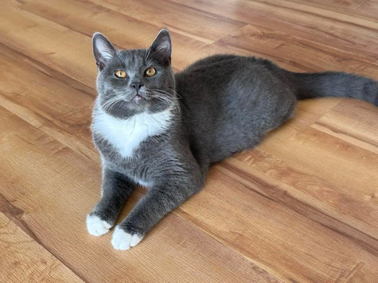 Leo